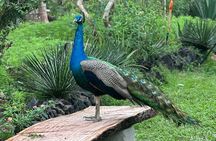 Puerto Vallarta Botanical Garden Tour with University Biologist