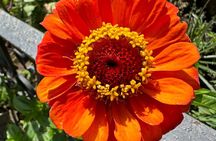 Puerto Vallarta Botanical Garden Tour with University Biologist