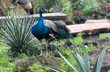 1/2 Day Puerto Vallarta Botanical Garden tour by Biologist Guide