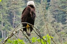Alaska Wildlife Waterfall Tours
