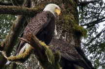 Alaska Wildlife Waterfall Tours