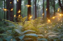 Visit of Fireflies Forest in private transport from mexico city