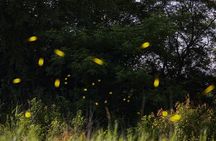 Visit of Fireflies Forest in private transport from mexico city