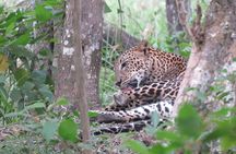 Yala National Park Leopard Safari Tours