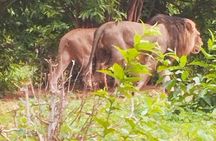 The Chobe Safari Day trip from Livingstone 