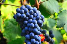 Visit to the Faugères Vineyards with Picnic from Béziers