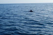 Dolphin Watching around Poreč Riviera with Boat Trip 