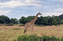 2 Day Tanzania Safari Tarangire and Ngorongoro Crater Adventure