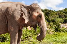 Mini Elephant Nature at Bukit Elephant Park 