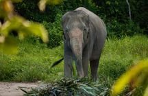 Mini Elephant Nature at Bukit Elephant Park 