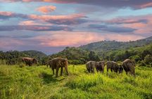 Mini Elephant Nature at Bukit Elephant Park 