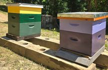 Promise Land Bee Farm Private Tour in Charleston