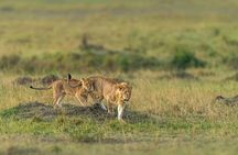 3 Days Group Camping Tour in Tarangire, Ngorongoro & Manyara