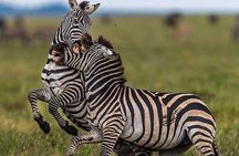 3 Days Group Camping Tour in Tarangire, Ngorongoro & Manyara