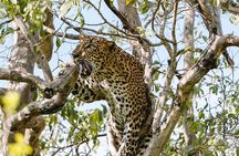 Evening Private Safari at Yala National Park by Yala La Safari Tours