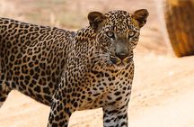 Full Day Private Safari at Yala National Park by La Safari Inn Tours