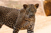 Full Day Private Safari at Yala National Park by Yala La Safari Tours