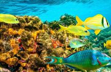Private Montego Bay Snorkeling Tour with Boat Ride & Transport