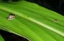 Oahu Volcanic Rainforest Hiking Adventure
