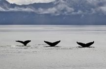 Half-day Resurrection Bay & Wildlife Tour from Seward