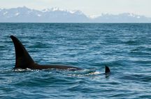 Half-day Resurrection Bay & Wildlife Tour from Seward