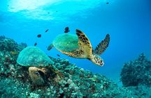 Four Winds Maui Afternoon Snorkel Tour to Coral Gardens 