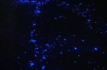 Holbox Guided Bioluminescence Tour with pick up
