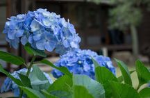 Guided Garden Walk: Nagoya Castle, Gardens & Historic Estate