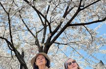 Kyoto Exploration with an Accredited Government Guide