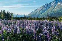 Seward to Anchorage Cruise Transfer Tour with Airport Drop-Off