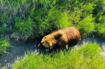 Seward to Anchorage transfer with National Park hike and AWCC