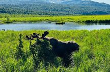 Seward to Anchorage Cruise Transfer Tour with Airport Drop-Off