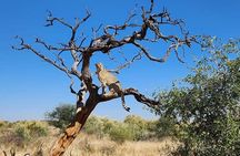 Private 5 Day Northern Tanzania Finest Safari