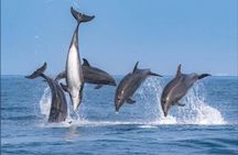 Private Kaikoura Whale Watching Day Trip From Christchurch