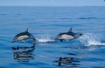 Private Kaikoura Whale Watching Day Trip From Christchurch