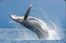 Private Kaikoura Whale Watching Day Trip From Christchurch