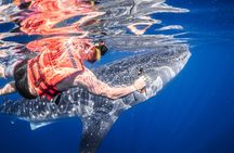 Whale Shark Tour Isla Mujeres Max 10Pax Free Lunch