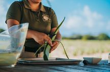 Half-Day Aruba Island Tour from Oranjestad