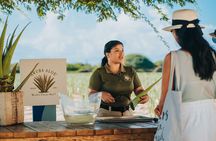 Half-Day Aruba Island Tour from Oranjestad