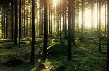 Bainbridge Island Serenity Forest Hike & Cultural Landmarks Tour