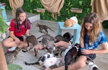 Playa Conchal 90 min Kitty Cat Cuddle Session