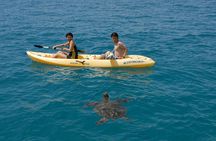 Oahu Dolphin Watch Cruise with Waterslide & Snorkeling