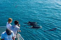 Oahu Dolphin Watch Cruise with Waterslide & Snorkeling