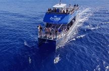 Oahu Dolphin Watch Cruise with Waterslide & Snorkeling