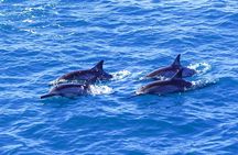 Kona Dolphin Watching and Sea Turtle Snorkel Tour