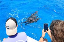 Kona Dolphin Watching and Sea Turtle Snorkel Tour