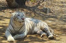 Wild Life Jeep Safari Tour at Bannerghatta with Private Transfer