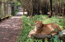 Wild Life Jeep Safari Tour at Bannerghatta with Private Transfer