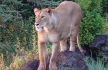 3 Day Tanzania Serengeti & Ngorongoro Crater Safari