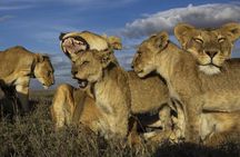 3 Day Tanzania Serengeti & Ngorongoro Crater Safari